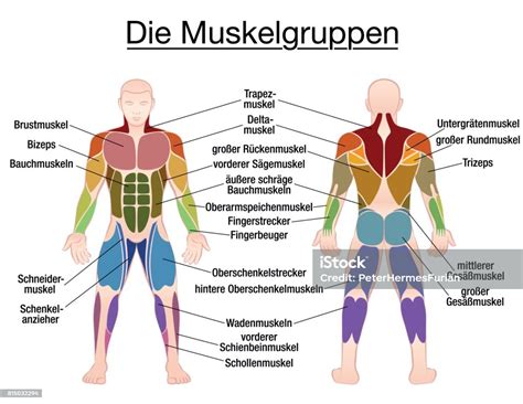 muskeln auf englisch|muskeln germanisch.